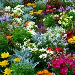 flower-garden-634578_640